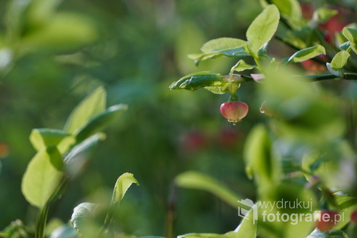 Niepozorne, różowe kwiaty jagody czarnej ukryte wśród zieloności, Mierzeja Wiślana