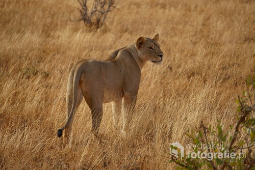 Lwica wyrusza na poszukiwania w Parku Narodowy Tsavo East, Kenia, Afryka