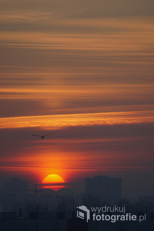 Ptaki, przebudzone po zimowej nocy, rozpościerają skrzydła i lecą w stronę wschodzącego słońca.