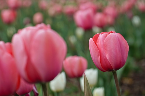 Kwiaty tulipanów w zbliżeniu. Ich kolor przywodzi na myśl lody truskawkowe. 