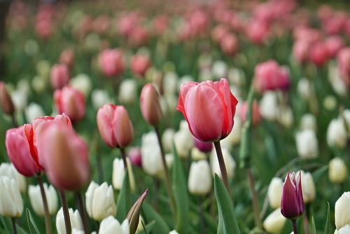 Łan tulipanów w odcieniach rozbielonego różu i bieli.
