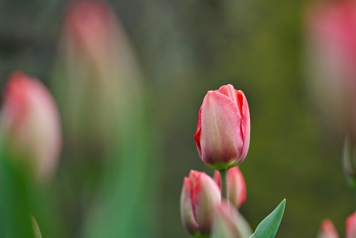 Różowy tulipan zanurzony w wiosennej zieleni.