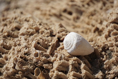 Biała muszla na skale z martwego koralowca na jednej z plaż w zatoczce Morza Czerwonego w Egipcie.