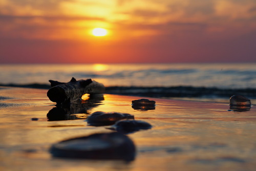 Meduzy wyrzucone na plażę i fragmenty gałęzi, jak klejnoty morza, odbijają się w cieniutkiej warstewce wody mieniącej się kolorami zachodzącego słońca. Mierzeja Wiślana, Polska.