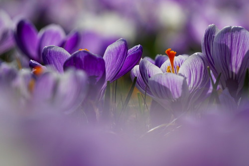 Otulone fioletową mgiełką kwiaty krokusów otwierają się w słońcu...