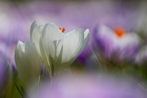 Biały kwiat krokusa otwierający swoje płatki w przedwiosennym słońcu...