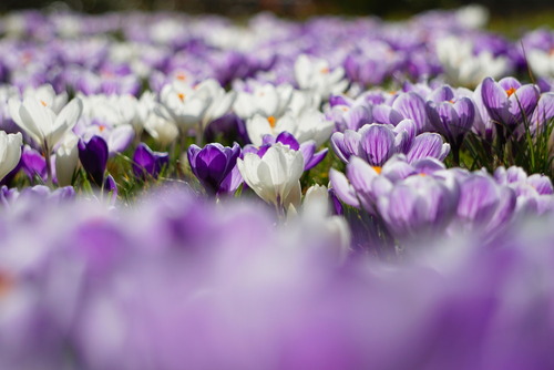 Kobierzec utkany z różnokolorowych krokusów otwierających kwiaty w wiosennym słońcu...