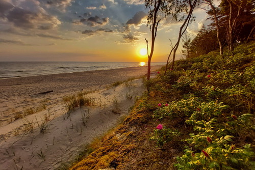 Wschodzące słońce złocące piasek wydm i krzewy dzikich róż na Mierzei Wiślanej.