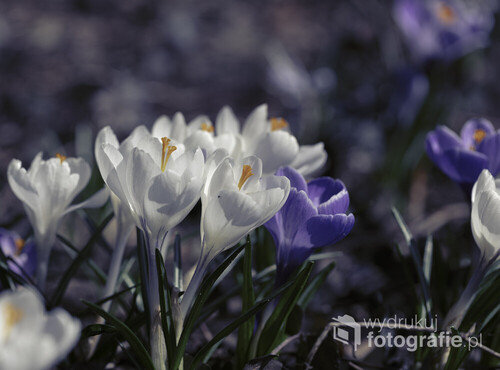 Piękne wiosenne krokusy w chłodnych barwach bieli i fioletu sfotografowane w lesie.