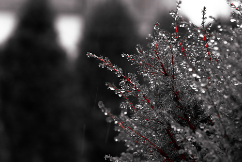 Zdjęcie macro przedstawia drzewo iglaste w deszczu. Zdjęcie zostało poddane postprodukcji graficznej tworząc ciekawy efekt końcowy.
