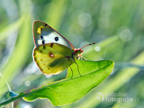 Zdjęcie zrobione pewnego letniego poranka.. Trudny model z tego szlaczkonia :-) Ale w końcu udało się, przysiadł na chwilę, a do tego kontrastowe światło efektownie podświetliło motyla :-)