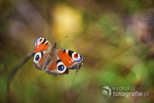Jeden z ładniejszych motyli jakie możemy spotkać w Polsce