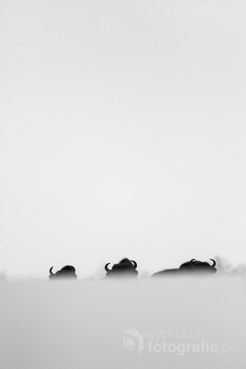 3 żubry leżące na śniegu w okolicy puszczy Białowieskiej