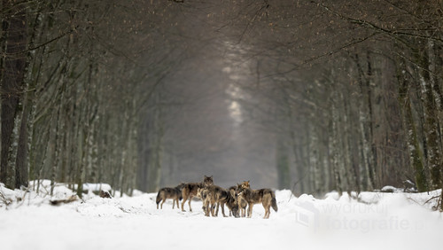 Wilcza rodzina stojąca na trybie leśnym w puszczy Białowieskiej w pięknym zimowym anturażu.