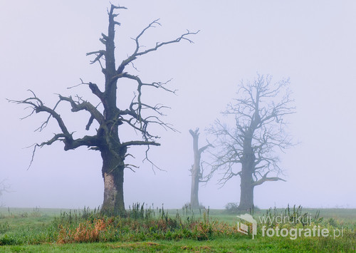 Zdjęcie wykonane w Parku Krajobrazowym w Rogalinie k /Poznania. Park słynie z unikatowych starych dębów. Do tego mgła sprawia niezwykłe wrażenie. 