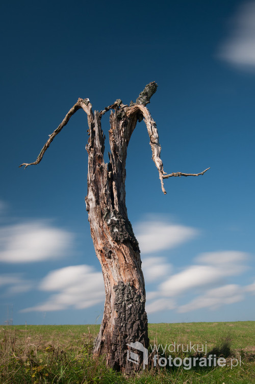 Samotne, uschnięte drzewo na łące nad Wetliną w Bieszczadach. Długi czas naświetlania rozmył sunące po niebie obłoki.