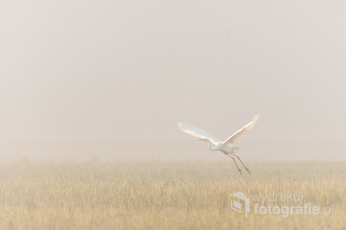 Czapla biała w porannej mgle na rozlewiskach Narwi w okolicy Wizny.