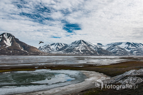 Dolina Adwentowa (Adventdalen), u wylotu której leży stolica archipelagu Svalbard - Longyaerbyen, to jedno z niewielu miejsc na Spitsbergenie, gdzie widać trochę cywilizacji. Mimo to dolina jest domem dla wielu dzikich zwierząt, zwłaszcza ptaków.
