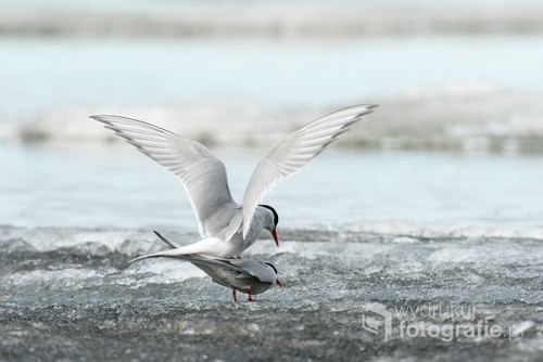 Początek czerwca na Spitsbergenie to okres intensywnej działalności ptaków. Podczas krótkiego okresu letniego muszą zdążyć wychować potomstwo. Rybitwy popielate już kilka dni po przylocie są połączone w pary i mają założone gniazda.