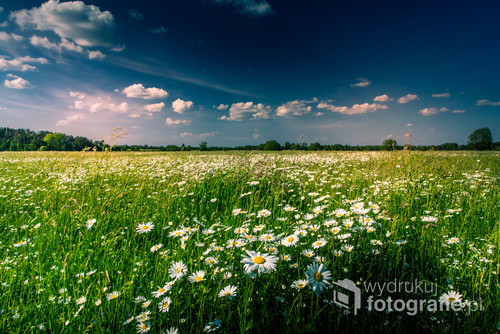 Zdjęcie zrobione na polu w okolicy Lubartowa w woj. Lubelskim letnią porą.