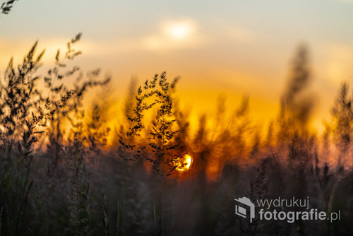 Fotografia traw na polu podczas zachodu słońca. Zdjęcie zrobione zabytkowym obiektywem Helios 44M wyprodukowany w USSR, który posiada piękne rozmycie tła.