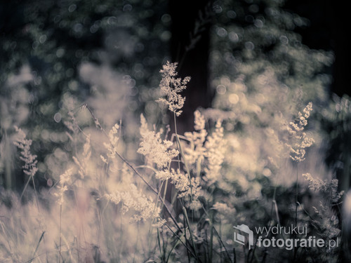 Fotografia przedstawia kwiatostany trawy w lesie w wieczornym świetle. Zdjęcie wykonane zabytkowym obiektywem Helios 44M o pięknym rozmyciu tła. 