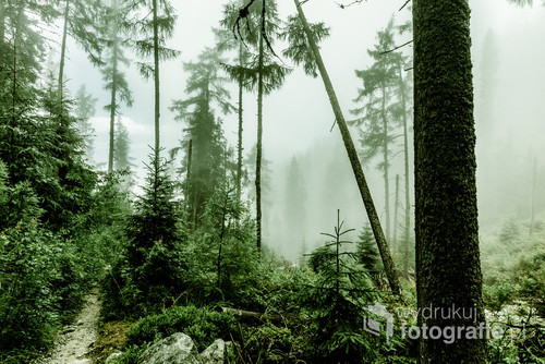 Zdjęcie ze szlaku górskiego w Słowackich Tatrach Wysokich w mglisty dzień.