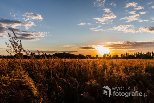 Zdjęcie traw polnych w Dolinie rzeki Wieprz podczas zachodu słońca.