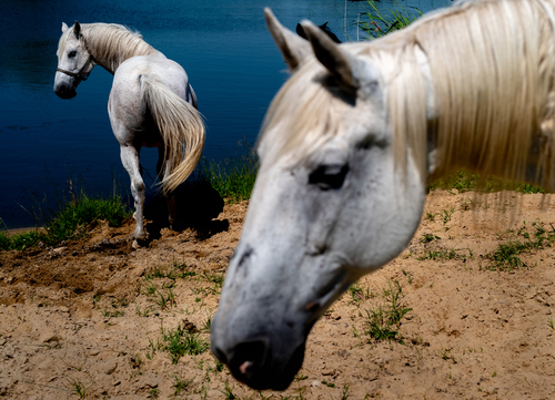 Białe konie, spotkane w jednym z podwarszawskich gospodarstw
