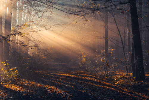Jesienny poranek w Chojnowskim Parku Krajobrazowym.