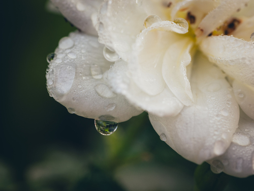 Ogród na Podlasiu. Róża zroszona wczesno-jesiennym deszczem.