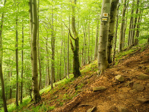 Bukowy las w Bieszczadach