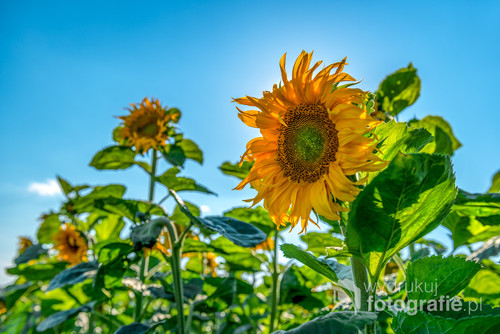 Jeden z symboli lata w Polsce - kwitnący słonecznik. Pięknie podświetlony promieniami słońca idealnie kontrastuje żółcią płatków z błękitem nieba. Taki obraz rozweseli każde pomieszczenie