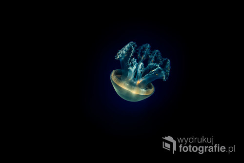Mała meduza spotkana podczas nocnego nurkowania w Zatoce Perskiej. Emituje światło czym kusi swoje ofiary. 