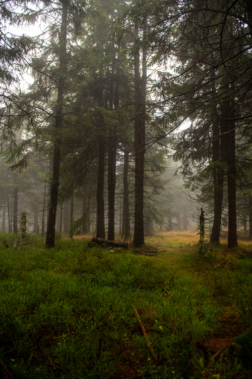 Mglisty poranek w lasach z okolic Szklarskiej Poręby
