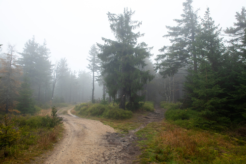 Mglisty poranek w lasach z okolic Szklarskiej Poręby. krzyżujące się szlaki 