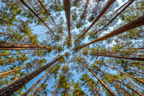 Bory Tucholskie - jedno z moich ulubionych miejsc do fotografii przyrody. Uwielbiam fotografować korony drzew leżąc na leśnej ściółce, kiedy wiatr lekko porusza koronami drzew, wszystko faluje i szumi dookoła