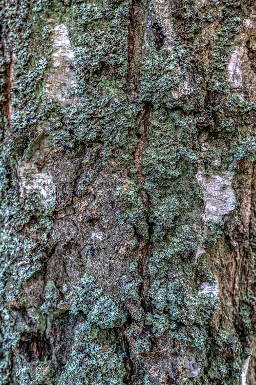 Mchy i porosty porastające na drzewach są fascynujące. Jeżeli przyjrzymy się im bliżej, dostrzeżemy jak różnorodne mają kształty poszczególne rośliny 