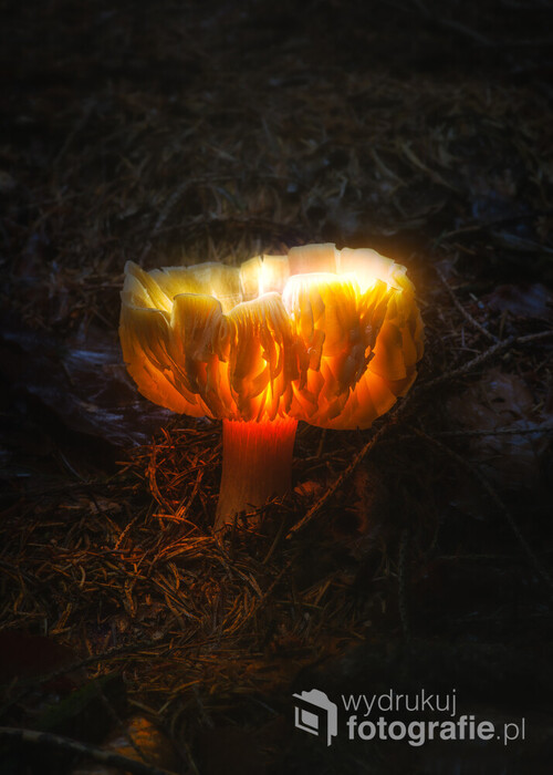 Eksperymenty w fotografii grzybów poprzez podświetlanie ich kapelusza, efekt jest według mnie ciekawy :)