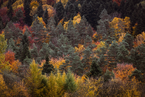 Jesienne kolory liści drzew. Zdjęcie zrobione po drodze w kierunku Bieszczad.