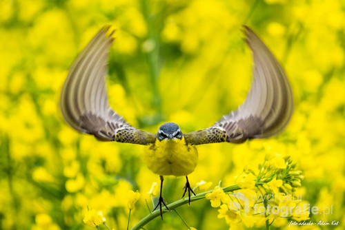 Zdjęcie Pliszki żółtej zrobiłem w polu rzepaku podczas jego kwitnięcia. Jest to początkowa faza startu Pliszki z łodygi rzepaku.
Zdjęcie wygrało konkurs National Geographic - 15 edycję w kategorii zwierzęta.