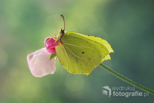 Zdjęcie przedstawia jednego z najpiękniejszych polskich motyli Latolistka Cytrynka