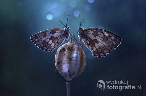 Zdjęcie przedstawia motyle z gatunku Polowiec szachownica