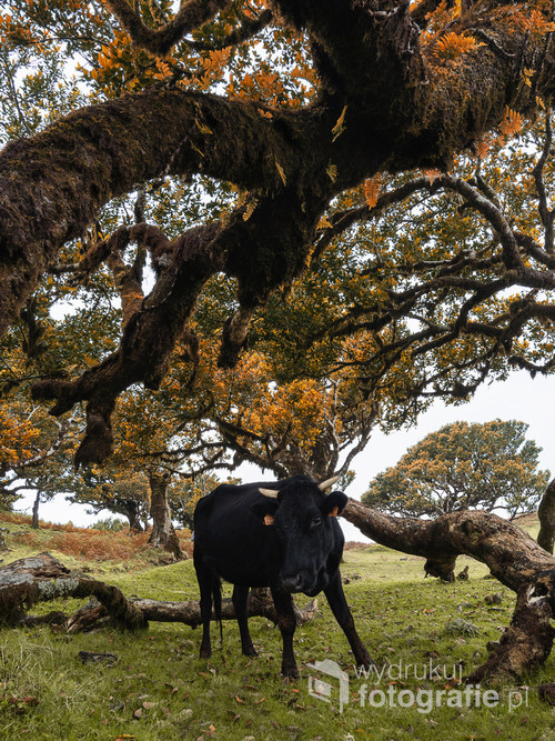 Krowa spotkana na Maderze