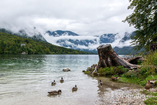Pochmurne Alpy Julijskie i kaczki na jeziorze Bohinj