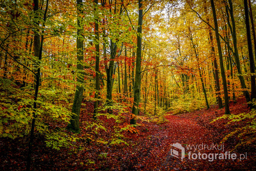 Las bukowy w okolicach Kościerzyny w październiku.
