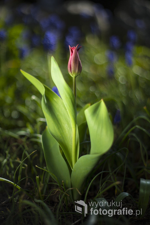 Zdjęcie tulipana zostało zrobione w ogrodzie.