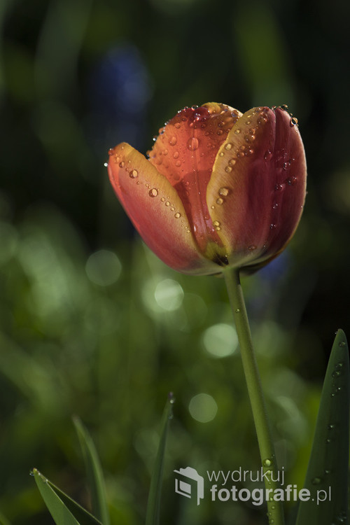 Zdjęcie tulipana zrobione w ogrodzie, tuż po przelotnym wiosennym deszczu.