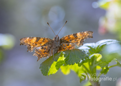 Motyl Rusałka ceik w ogrodzie. Zdjęcie zrobione pod światło. Promienie słońca przechodzą przez skrzydła motyla. 