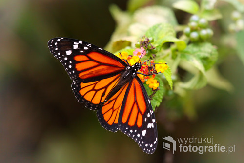 Zdjęcie pięknego motyla zrobione w Peru.